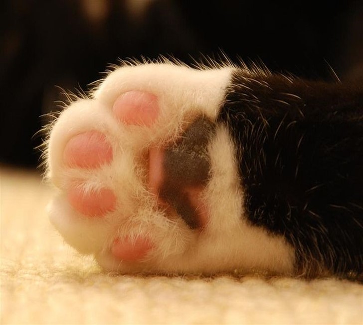 Kitten Nails